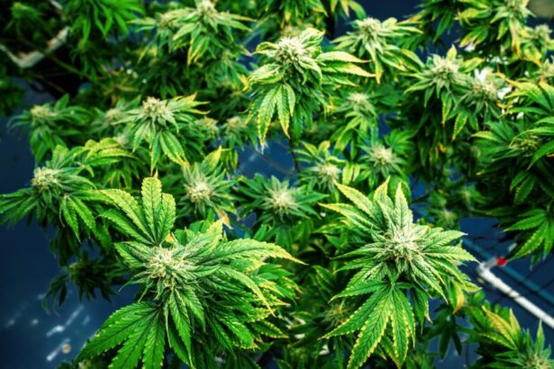 best THCA flower eighths